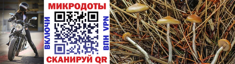 Псилоцибиновые грибы Magic Shrooms  мега онион  Невинномысск 